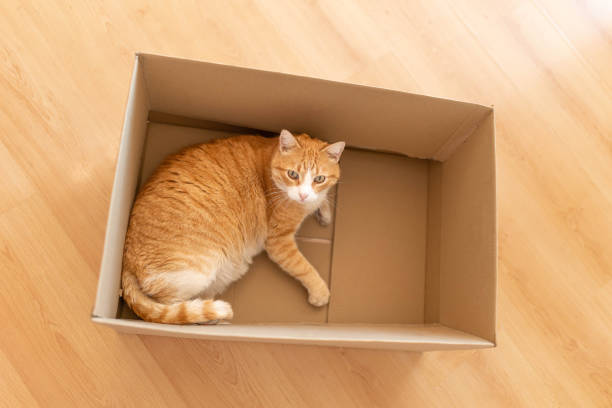 istock The big ginger cat relaxing in the box at home. 2205855397