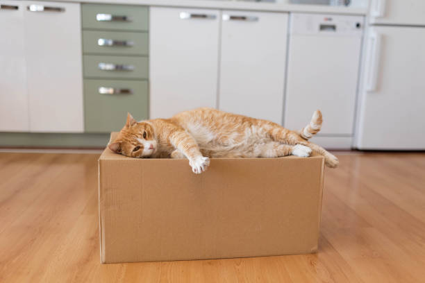 The male ginger cat sleeping on the cardboard box in the kitchen.