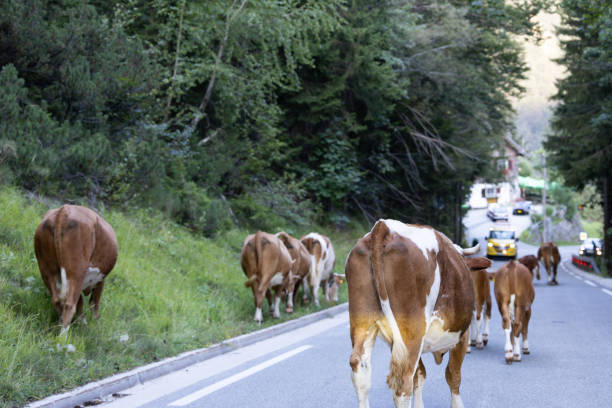 Herd of brown cows walking along asphalt road. Caucasus, Russia