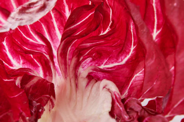 Fruits and Vegetables: red chicory - Cichorium Intybus