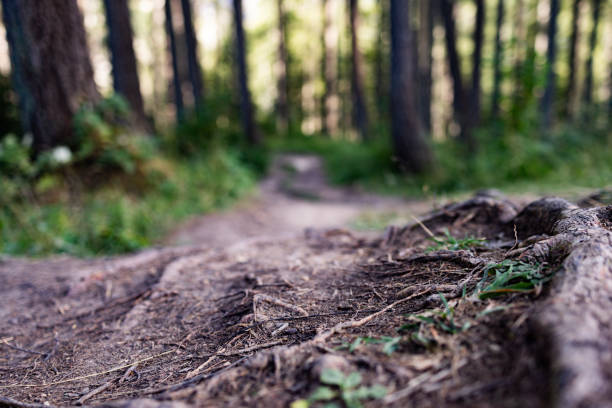 A scenic forest trail with exposed tree roots and textured soil, leading into a lush, green woodland. The soft focus on the background creates a peaceful and inviting atmosphere, perfect for hiking, nature walks, and outdoor exploration.