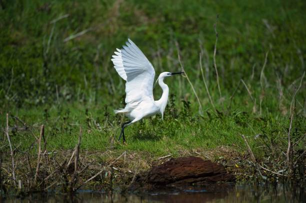 istock Graceful Egret in Wetland 2205858725