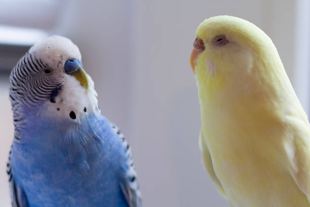 istock Blue and yellow budgie and bird close-up 2205861829