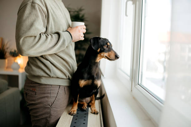 Man and a dog are standing by the window, black Jack Russell terrier