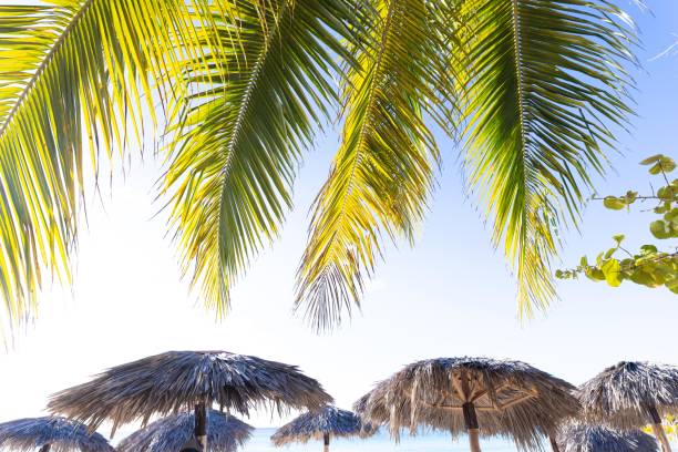 Tropical landscape view featuring vivid green palm leaves and thatched beach umbrellas under a serene blue sky. Captures the essence of relaxation and vacation in a warm and exotic seaside setting.