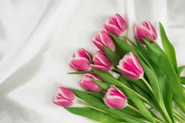 Pink tulips on a white silky fabric, place for a text. Spring banner.