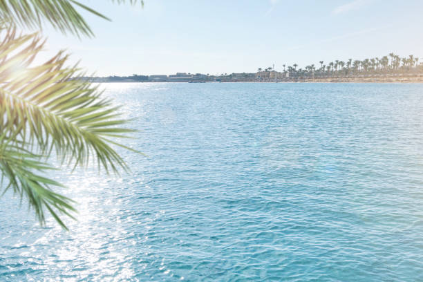 Summer sea and seascape with palm branches, sun and clouds in foreground with empty space for text. Defocus background. Blurred travel and vacation backdrop. Abstract summer background design element