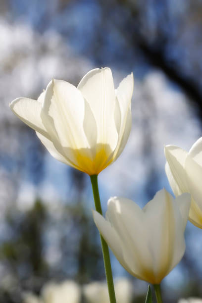 istock White tulips under a bright sunlight with a blurred bokeh background 2205865061