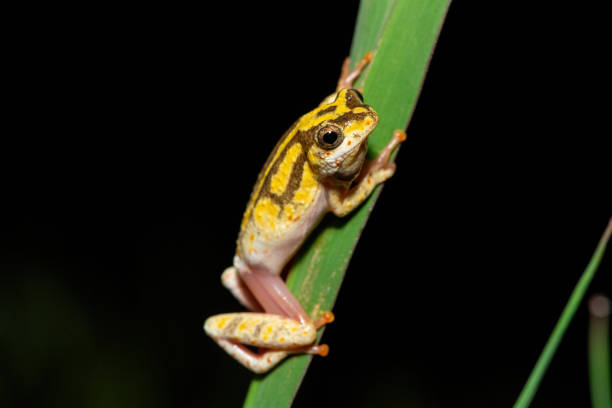 Beautiful javan tree frog sitting on branch, flying frog lined up on the bridge. Flying frog closeup face on branch, Javan tree frog closeup image, rhacophorus reinwartii. Wallace's flying frogs inhabit the dense tropical jungles