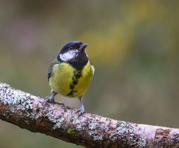 istock Great tit on a lichen branch 2205866564