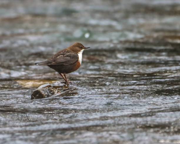 istock European dipper bird in its natural habitat. 2205866593
