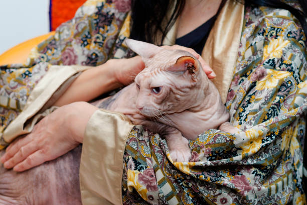 istock Woman caressing hairless Sphinx cat in her arms 2205867426
