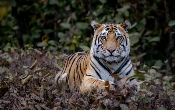 istock Majestic tiger resting in natural habitat. 2205870773