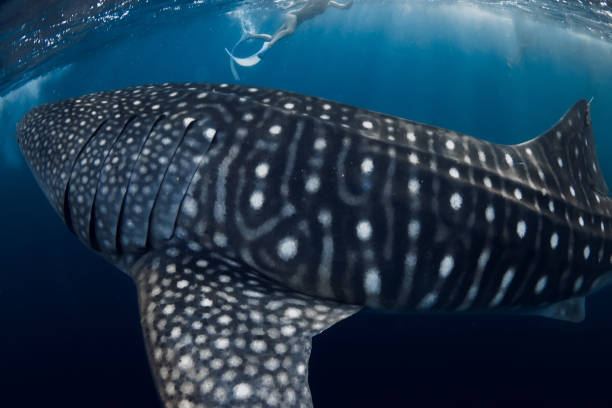 istock Bigger whale shark swims close up in blue ocean. 2205870969