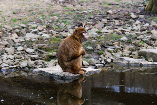 Monkey sits upright on a wooden bench in front of a forest. Like at a bus stop
