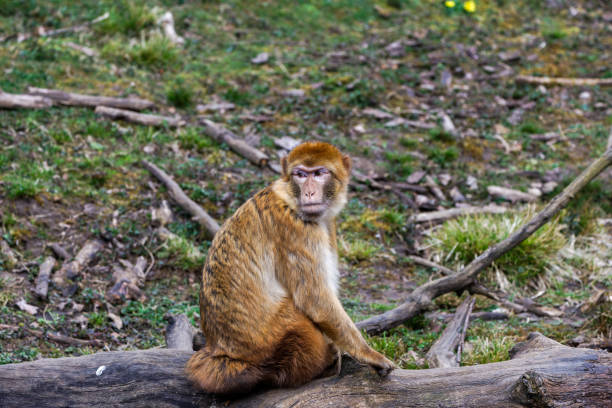 Bw Monkey