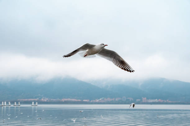 istock A seagull flying over the lake 2205871996