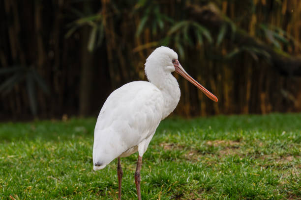istock African spoonbill (Platalea alba), Bird on Grass. A white spoonbill bird standing on green grass with a blurred natural background. 2205872541
