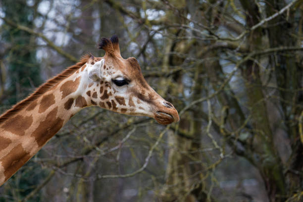Giraffe in a Leafless Forest. A giraffe with a long neck and spotted coat stands in front of leafless trees.