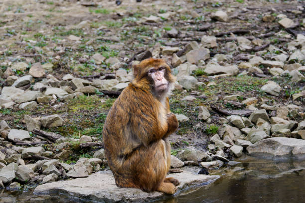 Barbary Macaque, Macaca Sylvanus by a Stream. A Barbary macaque sitting on a rock by a small stream, surrounded by rocky terrain.