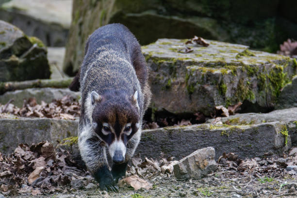 Coati Walking on Moss-Covered Rocks in Nature. A coati, white-nosed coati walking on moss-covered rocks in a natural setting, surrounded by branches and greenery.