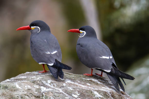 istock Inca Terns Perched on a Rock. Two Inca terns, larosterna inca with distinctive red beaks and white mustache-like markings perched on a rock. 2205873042