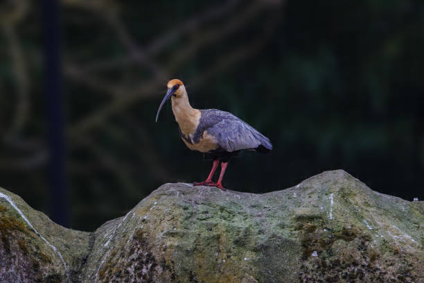 Buff-necked Ibis, Theristicus melanopis on Moss-Covered Rock. A buff-necked ibis standing on a moss-covered rock with a blurred dark green background.