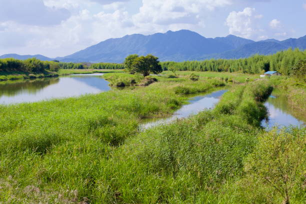 istock Serene Wetlands Along the Yeongsan River 2205874167