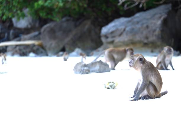 istock Monkeys play and relax joyfully on a beautiful, serene beach under bright sunlight 2205874206