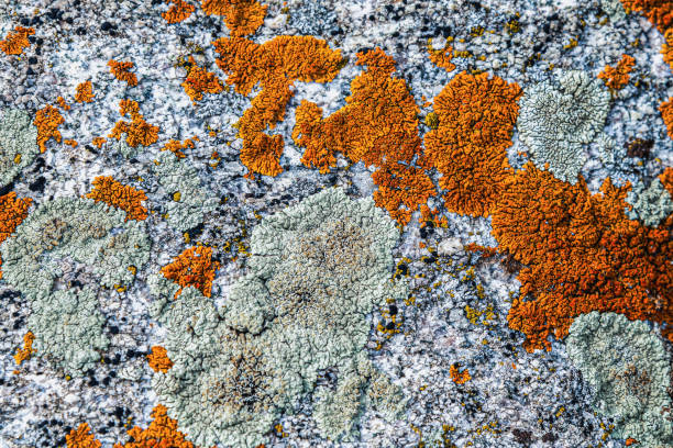 Red moss on the surface of the stone. Natural stone background