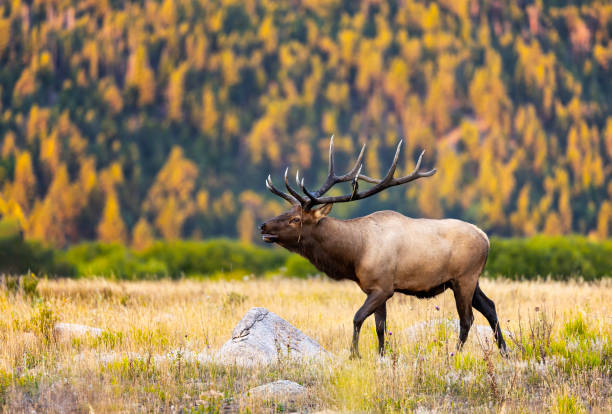 istock Bull elk during the rut with fall colors 2205877549