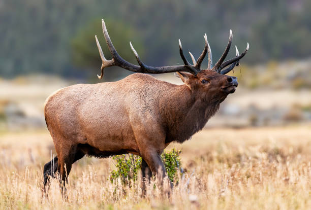 istock Bull elk on the move during the rut 2205877550