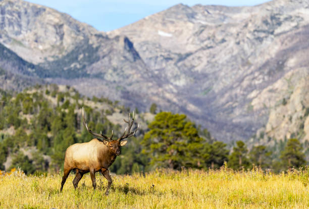 Elk rutting during the fall elk rut in Colorado, RMNP. Bull elk in meadow during the fall rut.