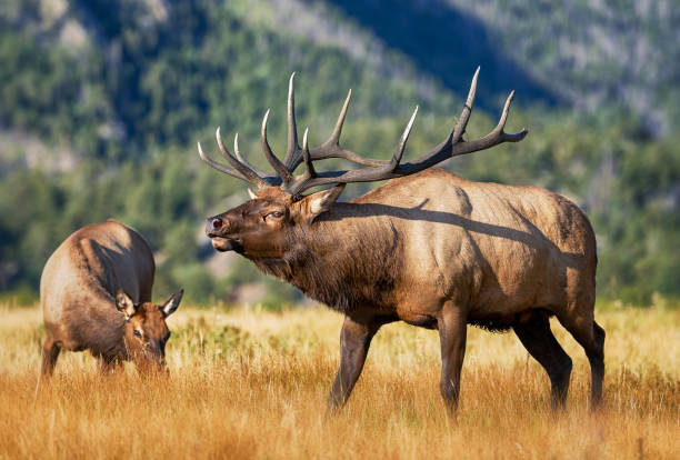 istock Bugling bull elk with a cow in mountain meadow 2205877655