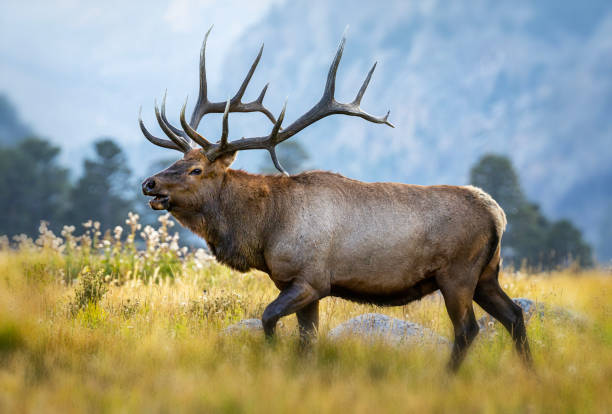 Bull elk in a mountain meadow