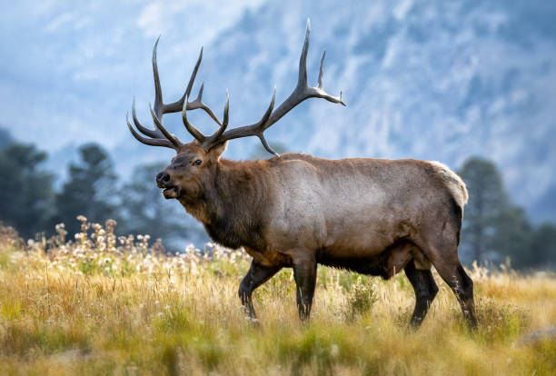 istock Bull elk in a mountain meadow during the fall elk rut 2205877729