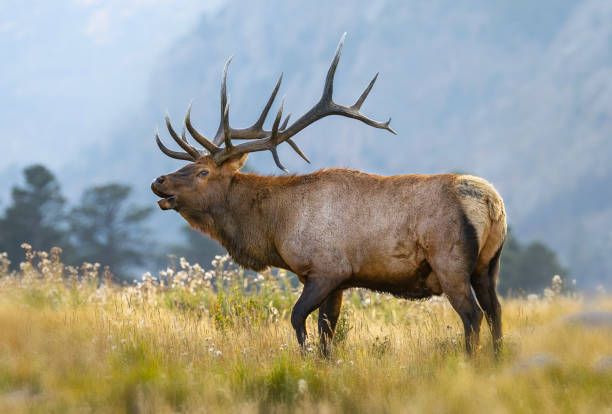 istock Bull elk in a mountain meadow. Fall elk rut 2205877730