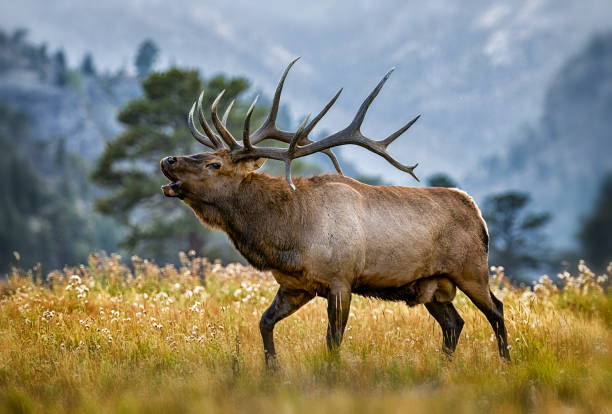 istock Bull elk in mountain meadow during the fall rut 2205877792