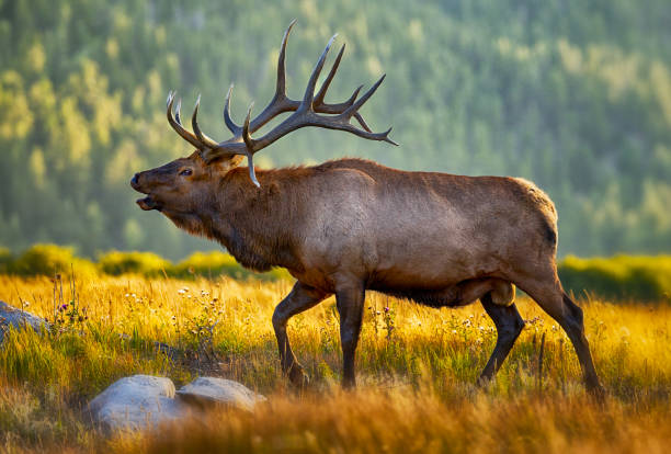 istock Bull elk in mountain meadow during the fall rut 2205877854