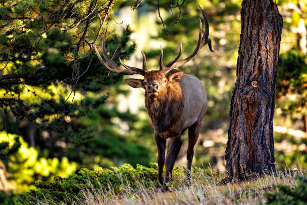 A Bull Elk searches for food in Yellowstone National Park