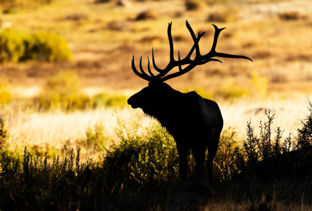 istock Silhouette of a bull elk during the rut 2205878696