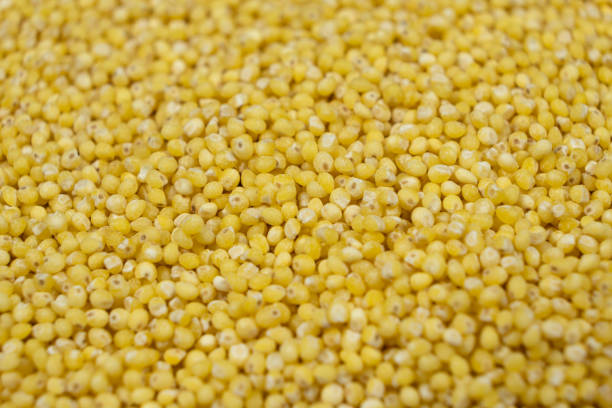 istock Uncooked organic raw millet grains close-up background 2205878901