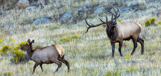 istock Bull elk moving a cow during the rut 2205878908