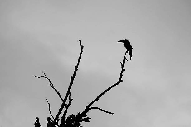 istock Silhouette of a Toucan on a Bare Tree Branch Against a Gray Sky 2205880054