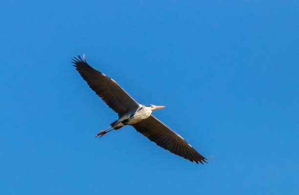 istock Grey heron in flight against a vibrant blue sky 2205880112
