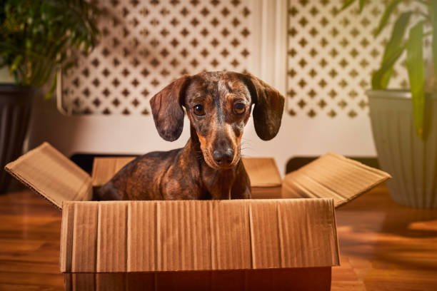 istock Playful small Dachshund with a cardboard box at home 2205886454