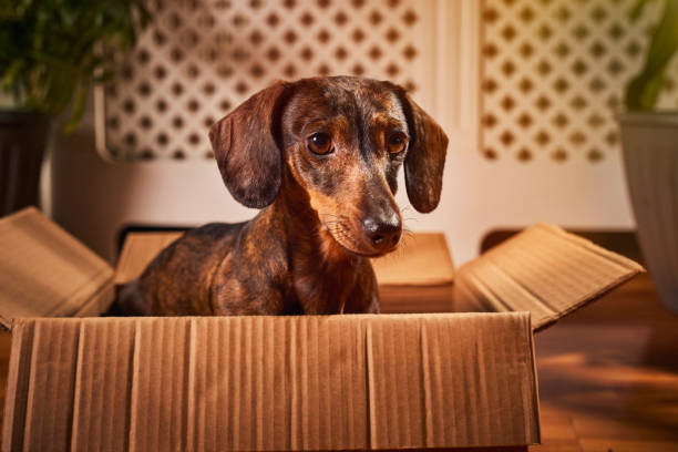 istock Playful small Dachshund with a cardboard box at home 2205886459