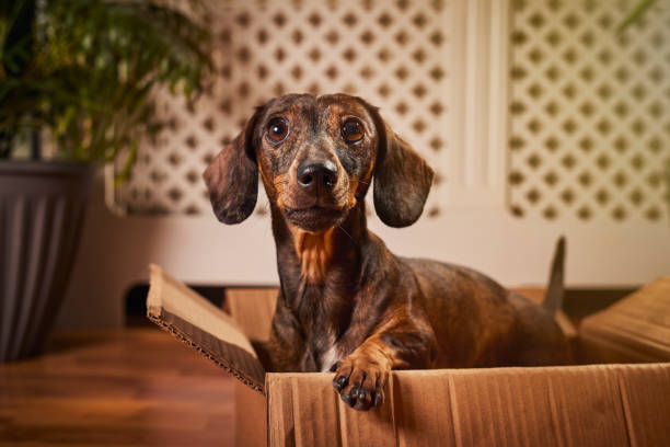 istock Playful small Dachshund with a cardboard box at home 2205886491