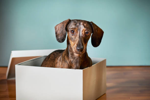 istock Playful small Dachshund with a cardboard box at home 2205886503