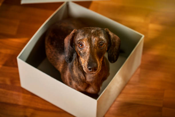 A curious small dachshund excitedly interacts with a cardboard parcel box on a clean, neutral background. The playful pup explores, sniffs, and paws at the package, embodying the joy and anticipation of unboxing. Captured in a minimalist setting, this series highlights the simple yet heartwarming moments of discovery and play, perfect for themes of pet deliveries, excitement, and companionship.